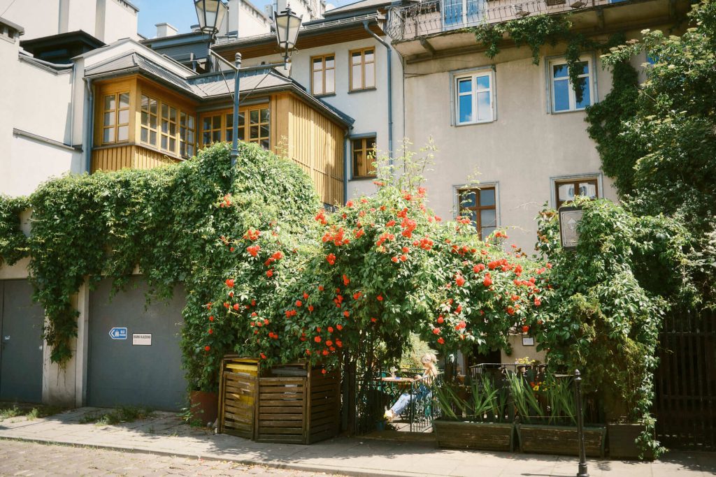 Street photography of a woman sitting at a cafe table hidden behind lush green ivy and blooming red roses on a building facade in Krakow.
