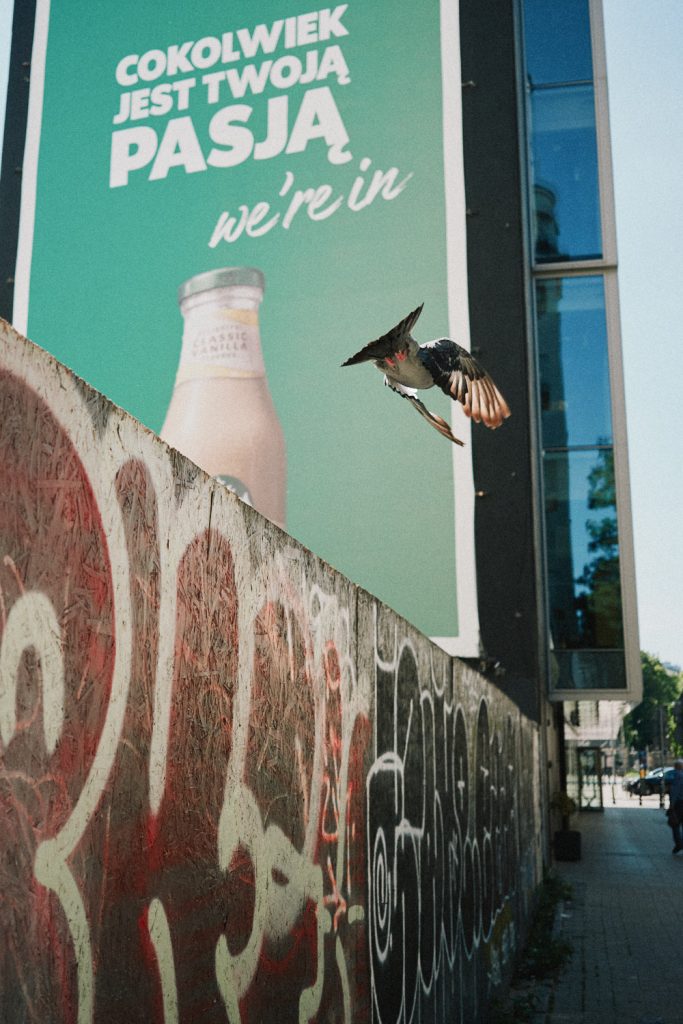 Thought process
Thought process
Alt text:
"A bird in flight against a turquoise billboard advertising milk with Polish text, with a weathered graffitied wall in the foreground and modern building in the background